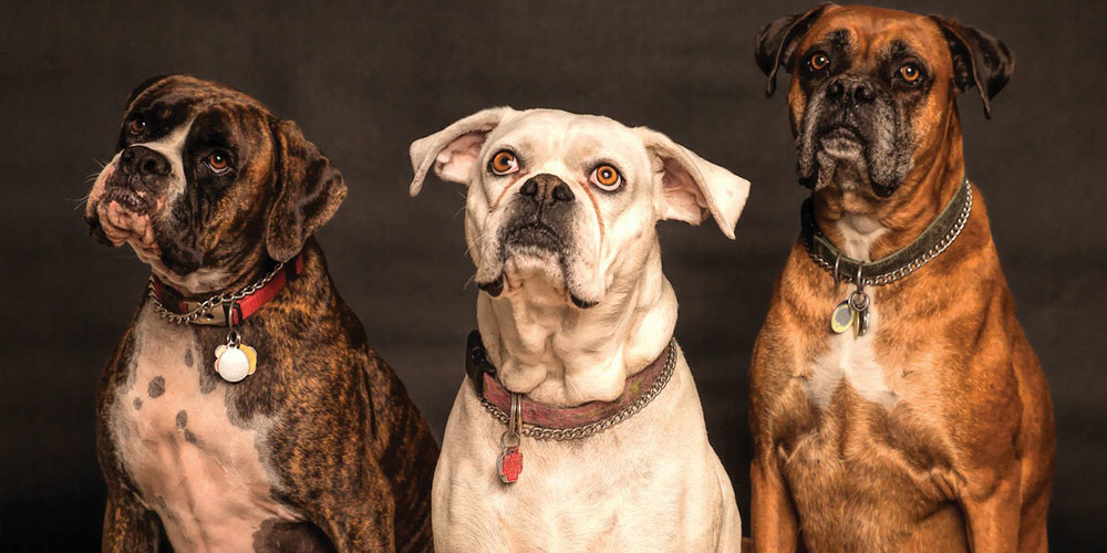 three dogs looking inquisitively
