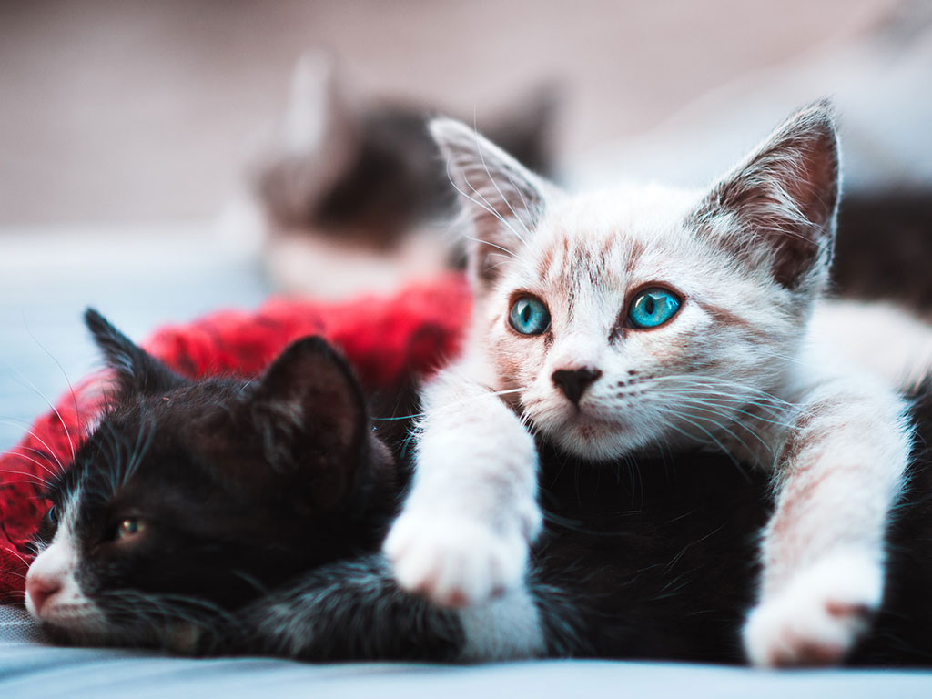 2 cute kittens one black and one white