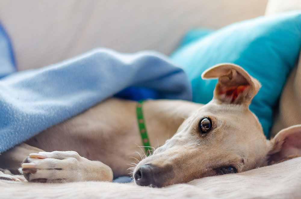 dog in bed under covers