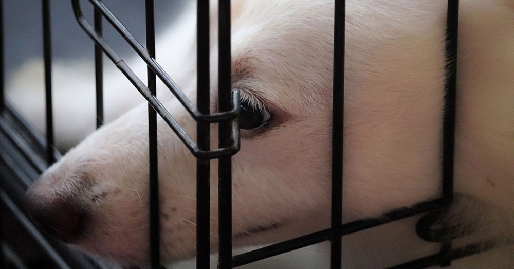 sad looking dog in a cage