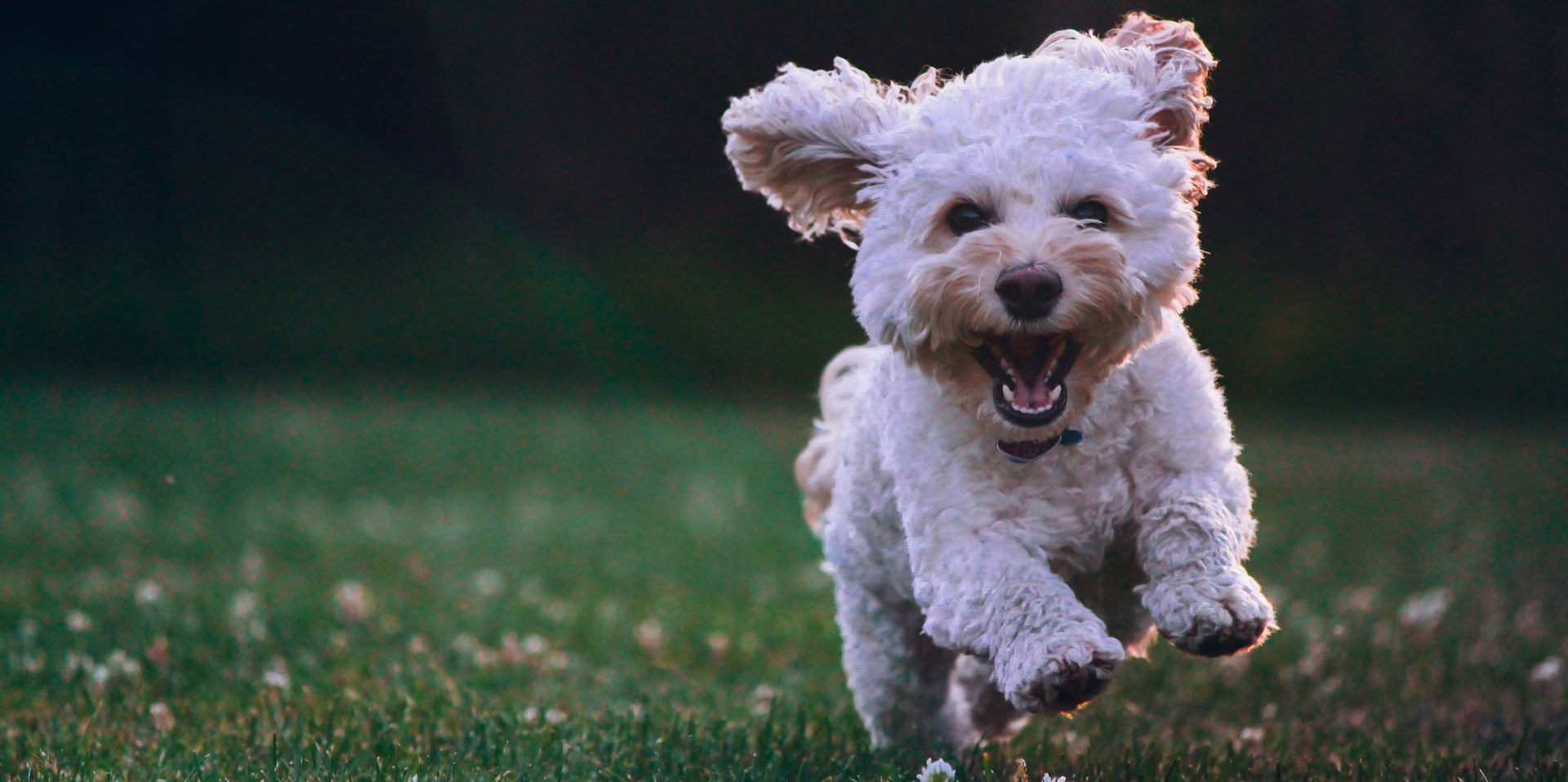 curly white dog running in field