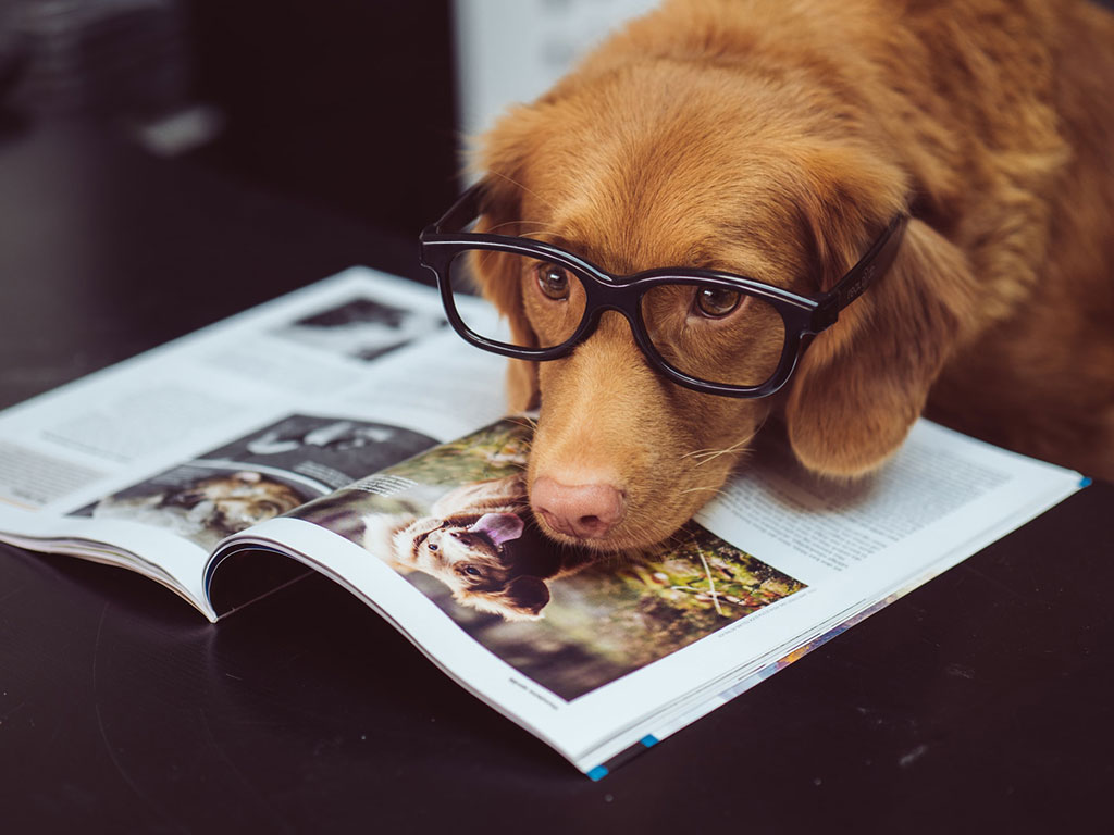 dog with reading glasses