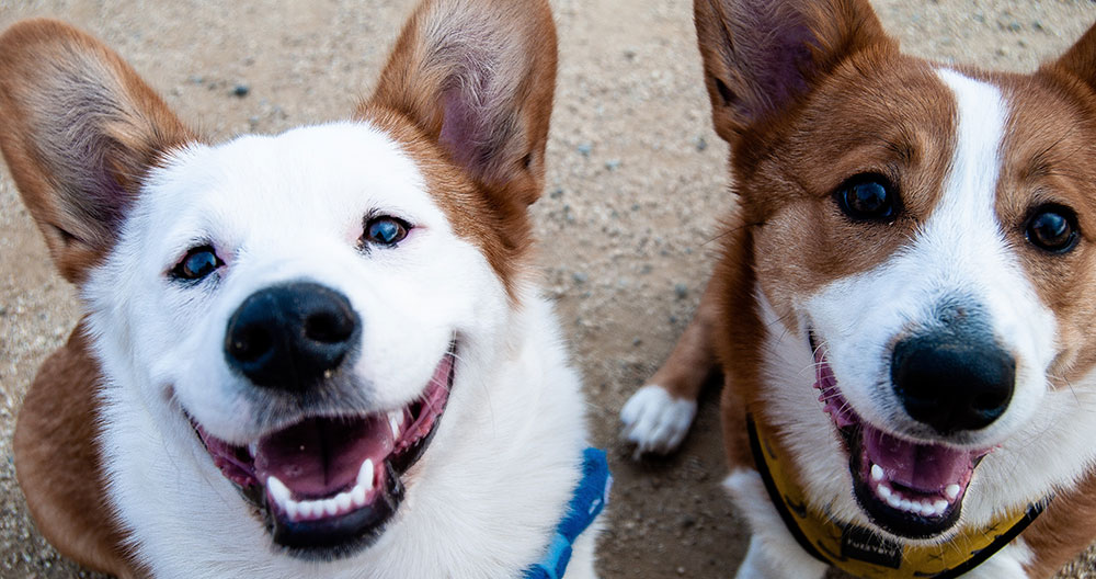 two happy dogs looking up