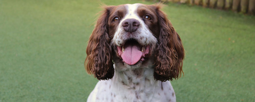 happy brown and white cocker spaniel with tongue out